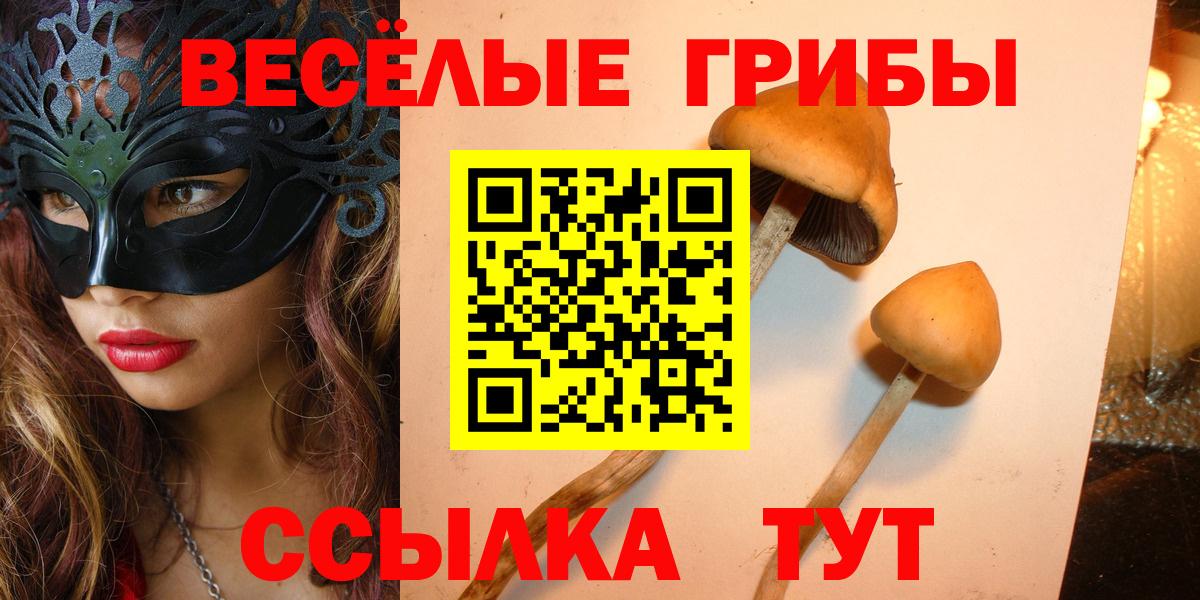 Галлюциногенные грибы Psilocybe Ленинск-Кузнецкий